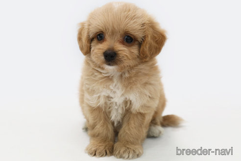 成約済の神奈川県のミックス犬-310936の1枚目